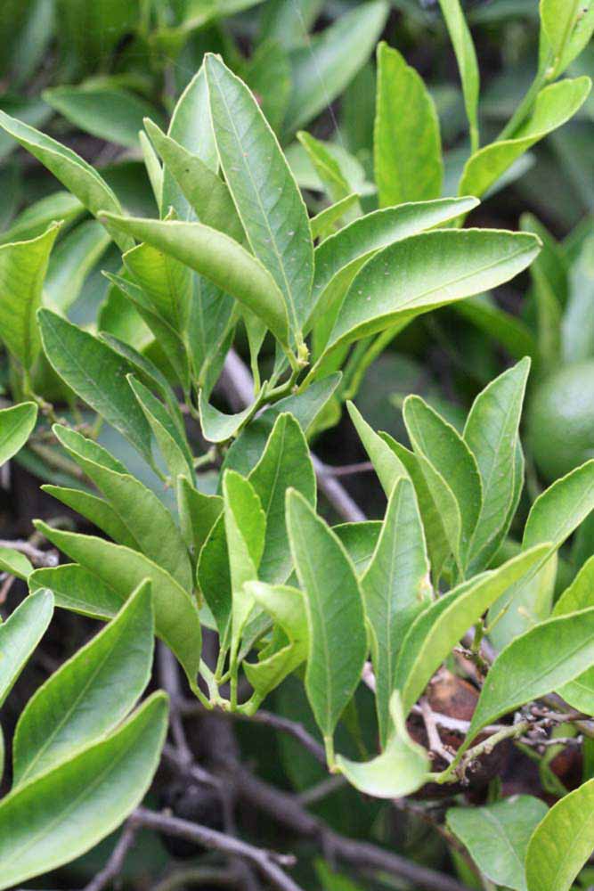              Sun leaves (Kinokuni, Riverside, CA)       